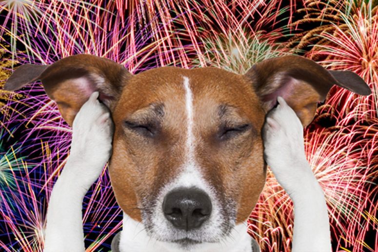 dogs have anxiety with fireworks