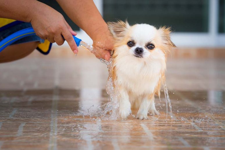 how to keep your dogs cool in the heat wave