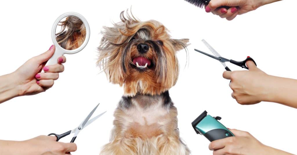importance of grooming dogs