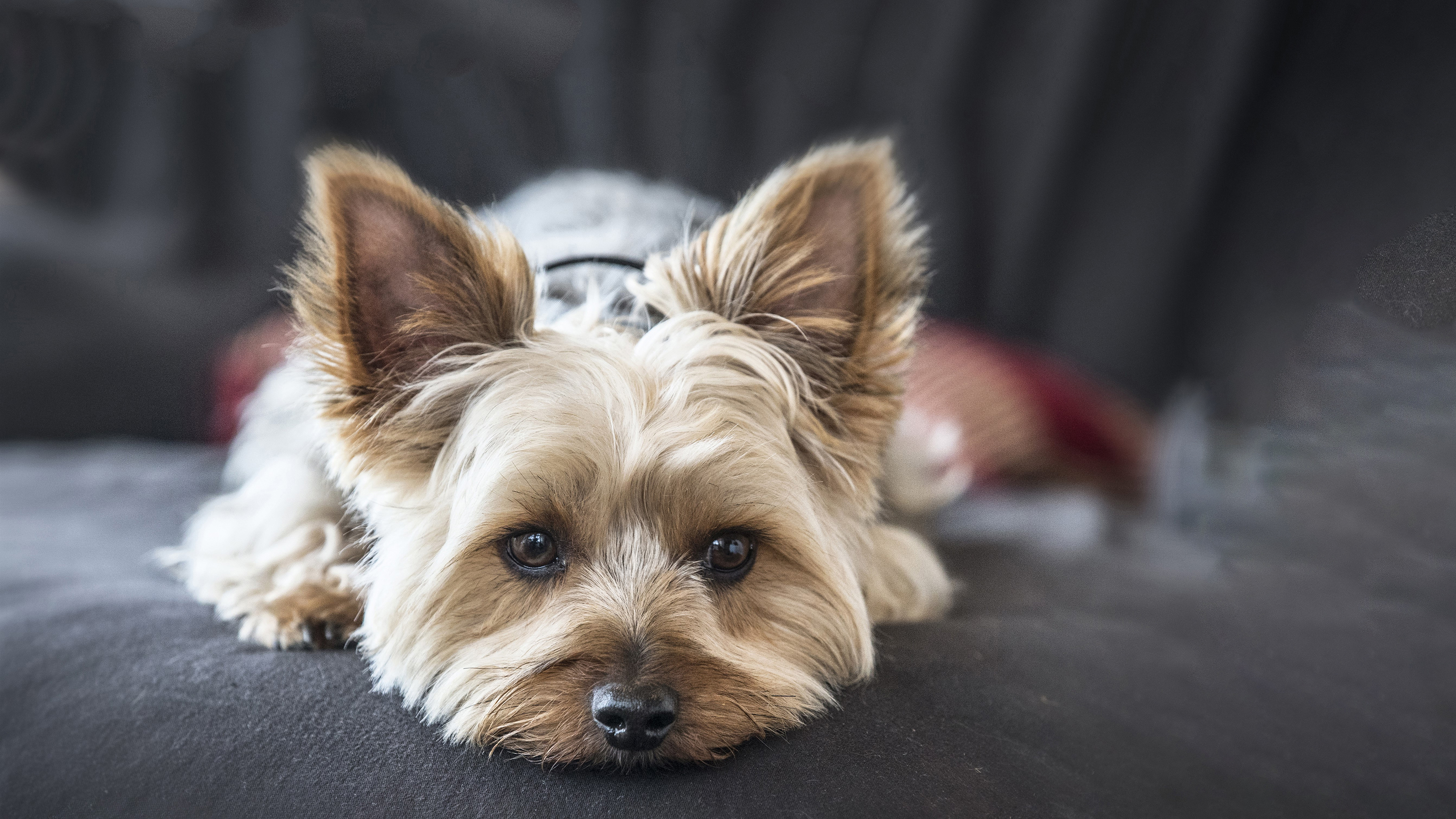 Xylitol is poisoning your beloved dogs