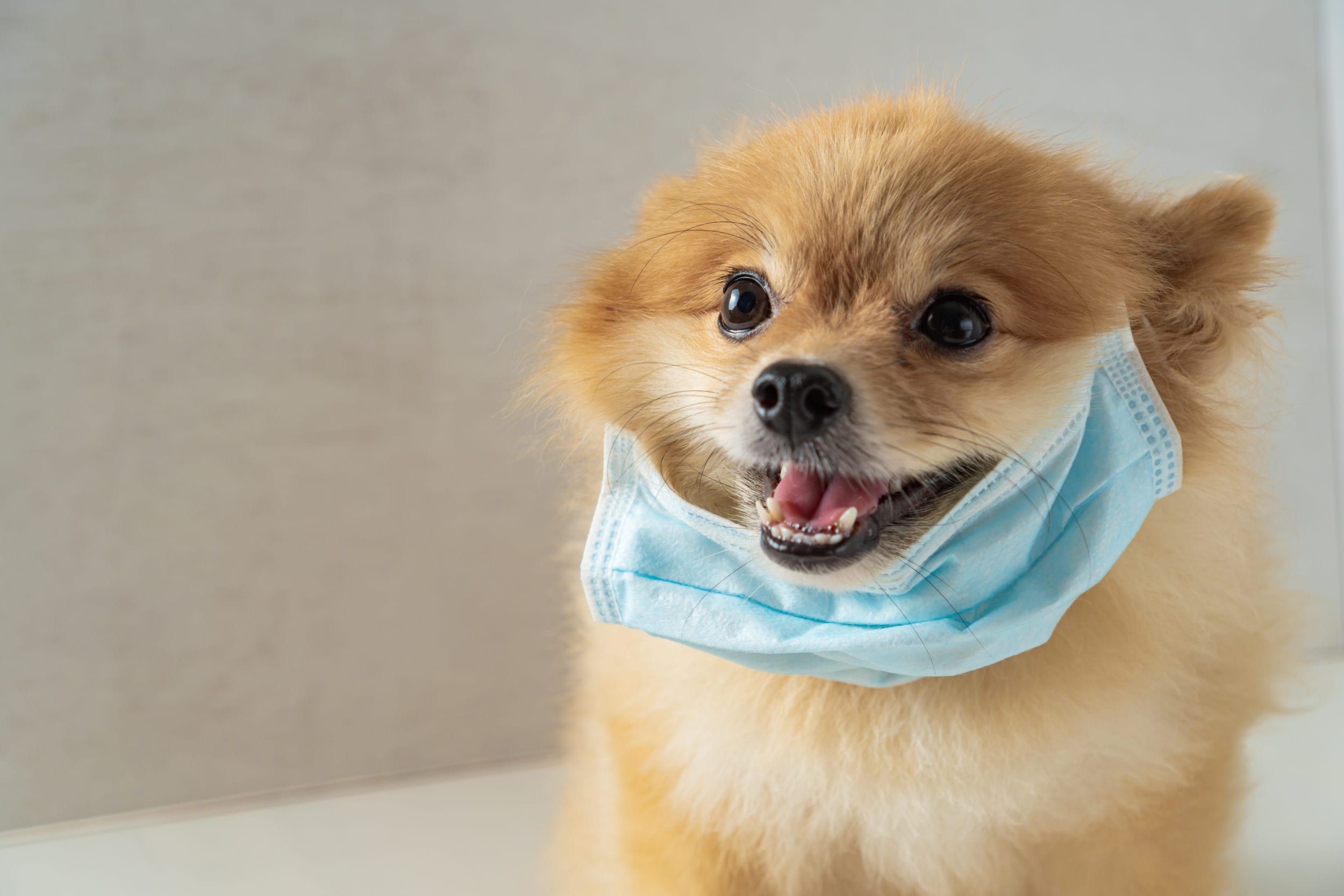 You, your dog and Corona (Covid-19)