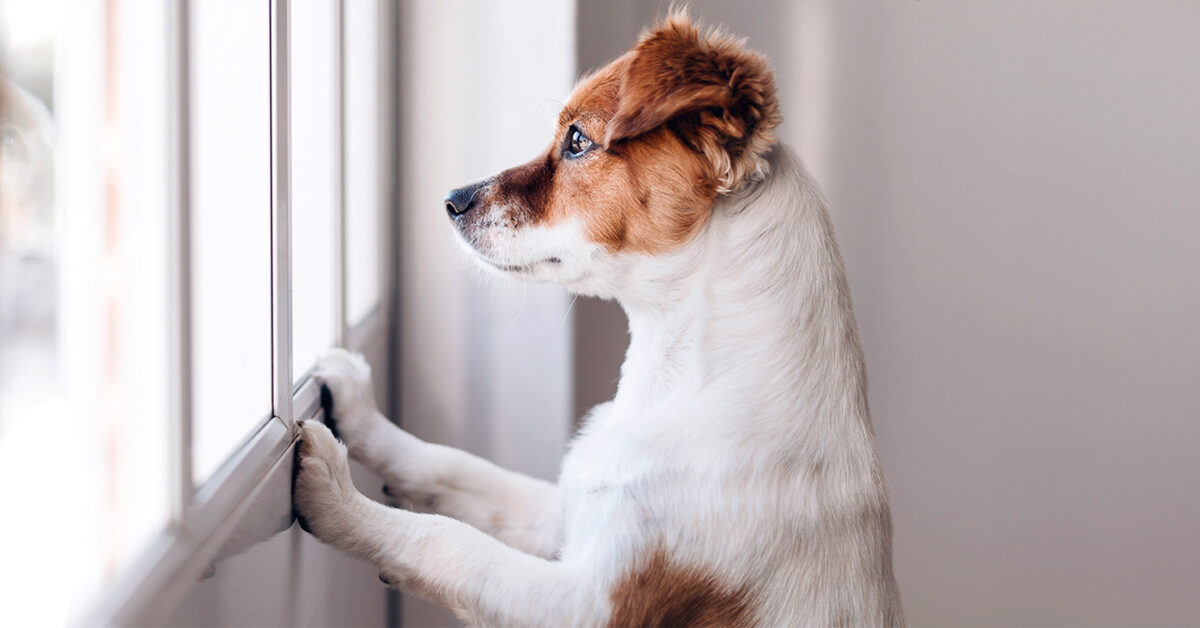 You, Your Pet & Separation Anxiety
